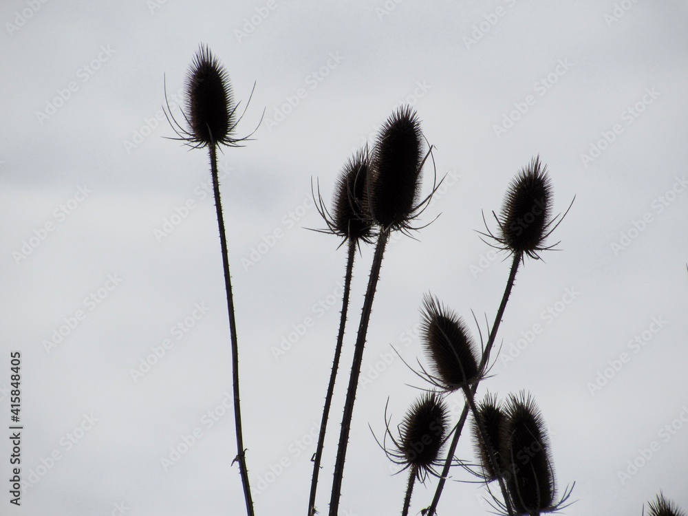 Thistle Plants with white background 