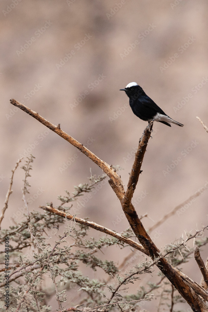 Witkruintapuit, White-crowned Wheatear, Oenanthe leucopyga Witkruintapuit, White-crowned Wheatear, Oenanthe leucopyga
