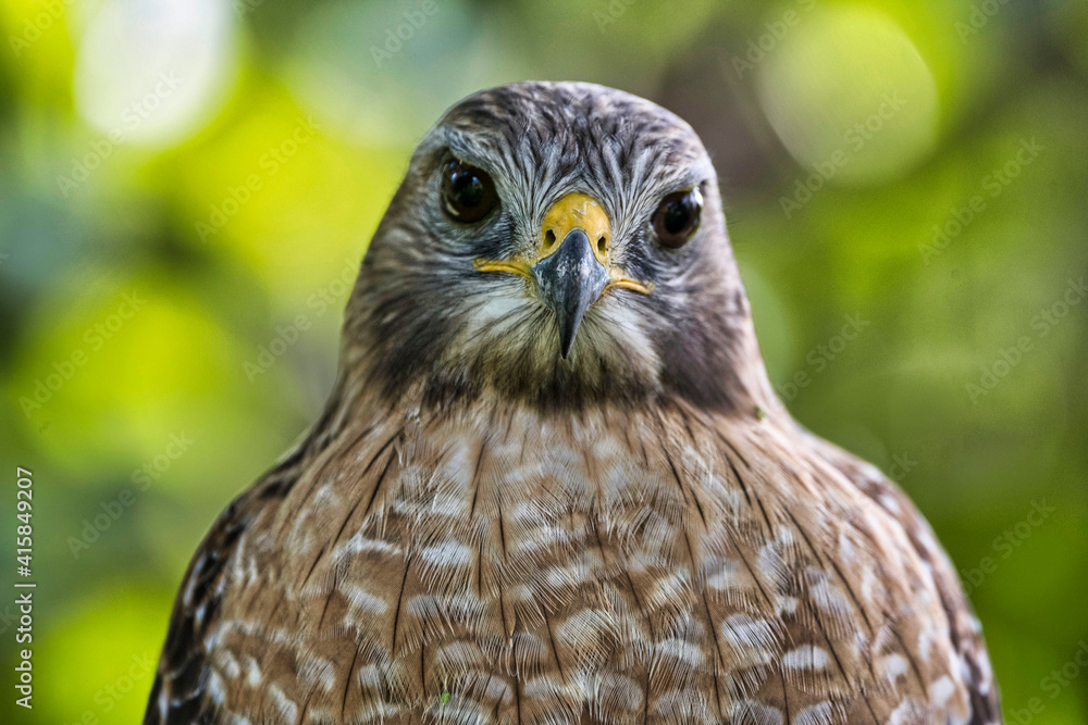 Closeup of Red shouldered hawk Closeup of Red shouldered hawk