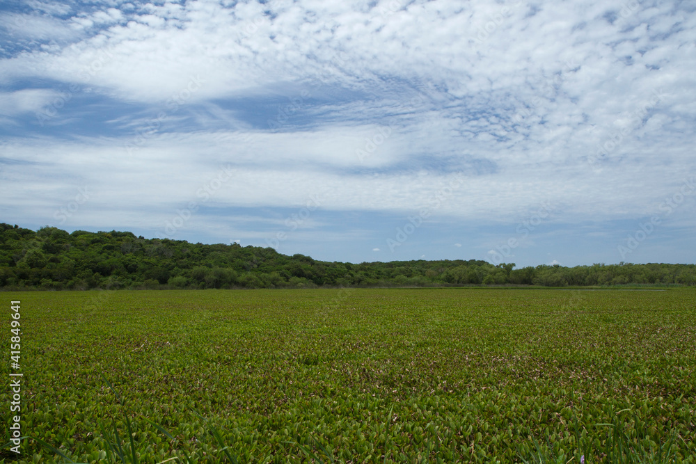 The wetlands. Panorama view of the tropical forest lake covered by aquatic plants, Eichornia crassipes, also known as water hyacinth lilies, of beautiful green leaves texture.