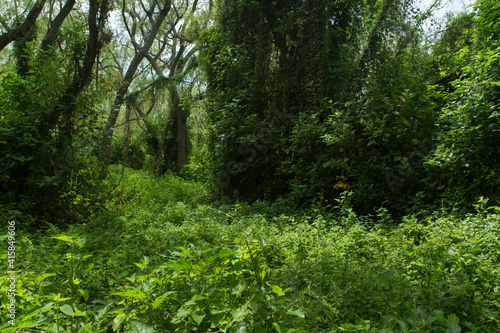 Tropical rainforest landscape. Panorama view of the green forest. Beautiful foliage of different species of trees and plants in the South American jungle.