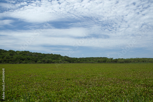 The wetlands. Panorama view of the tropical forest lake covered by aquatic plants  Eichornia crassipes  also known as water hyacinth lilies  of beautiful green leaves texture.