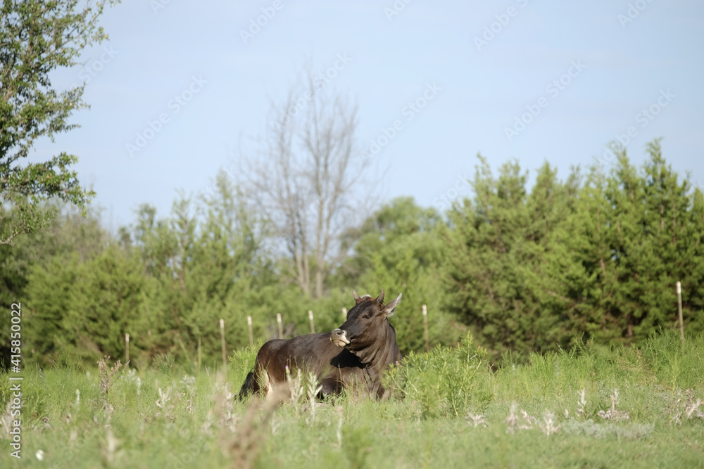 Black heifer cow with horns lounging in summer Texas field.