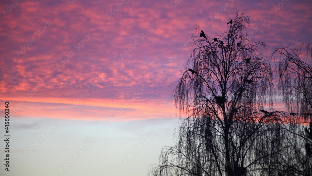 Bare tree silhouette on frozen morning sky with scenery pink clouds stripe on cold winter sunrise beautiful Russian natural landscape