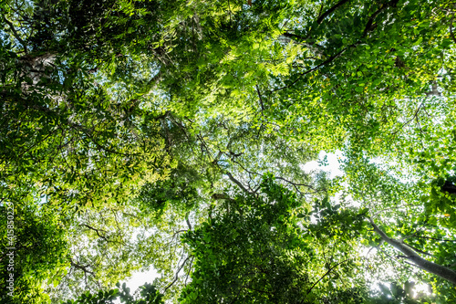 green leaves background