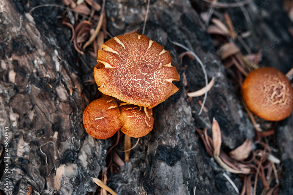 Orangecolored mushrooms with a cracked cap texture growing in a felled