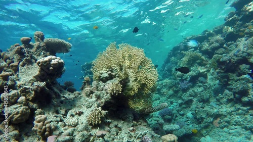 Wallpaper Mural Coral reef. The marine life of tropical fish. Video under water. Torontodigital.ca