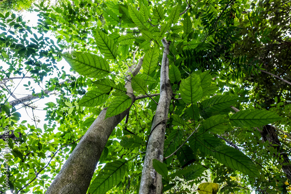 Fototapeta premium tree in the forest