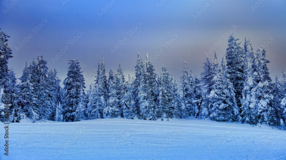 Snowy forest