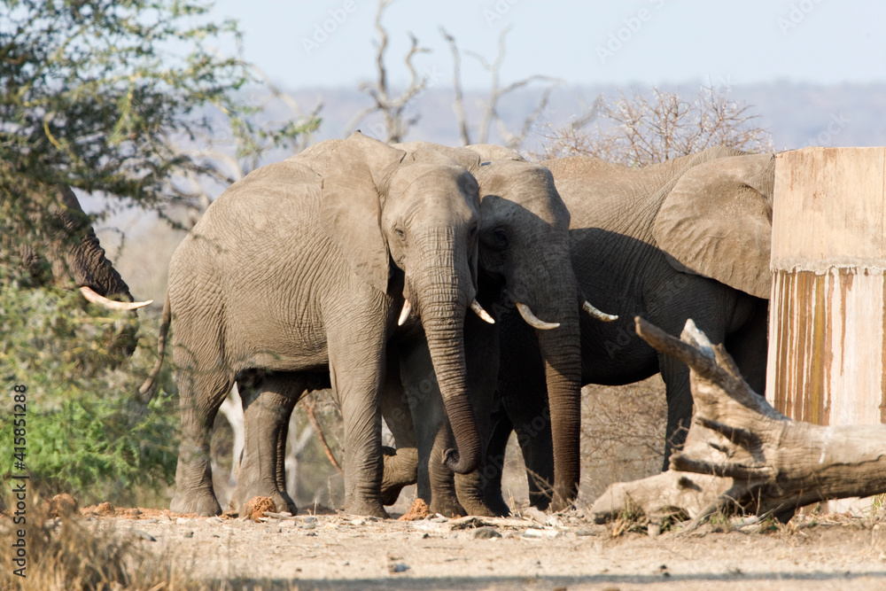 Fototapeta premium Afrikaanse Olifant, African Elephant, Loxodonta africana