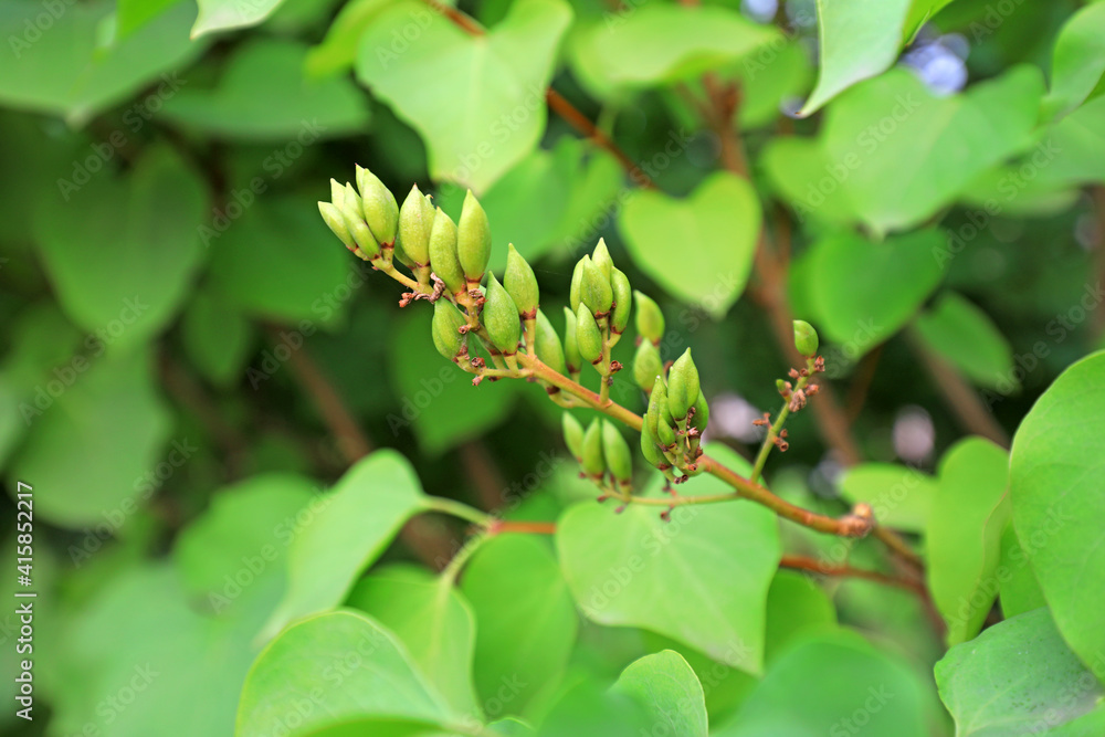 Close up of clove seeds in natural state