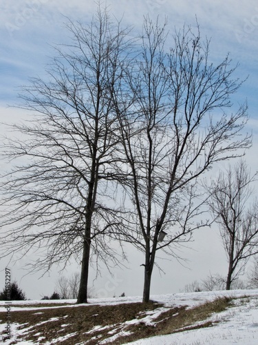 trees in the snow