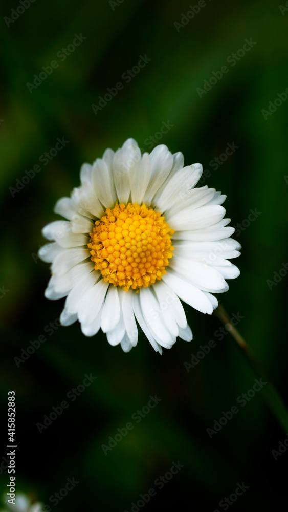 This vertical photo of a chamomile was shot in a macro style. There is a space for text. This vertical photo of a chamomile was shot in a macro style. There is a space for text.
