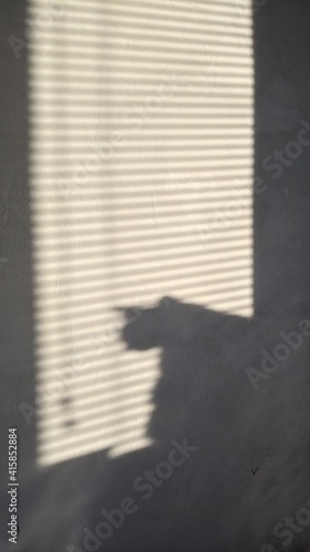 shadow of the cat and horizontal blinds in the morning at dawn or in the evening at sunset vertical photo