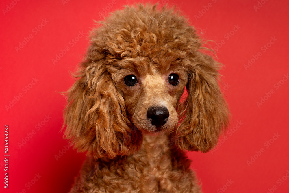 Cute little red poodle on a red background Cute little red poodle on a red background