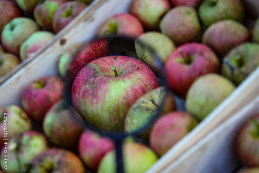 Magnified apple with a magnifying glass. Reddish apples in a wooden crate. Perfectly stacked hand-picked apples. Apples after harvest in crates.