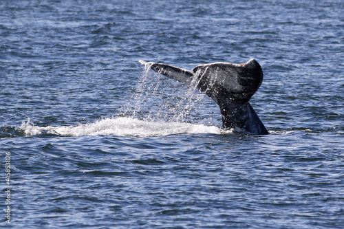 Gray Whale Fluke with Water Trailing Off