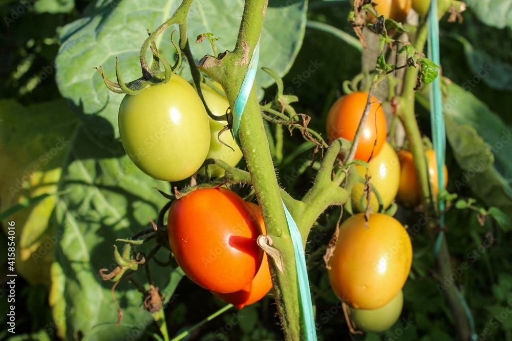 Green and red tomatoes on the vine. Small egg tomatoes.