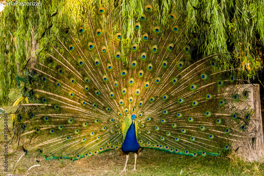 Obraz premium Peacock with feathers