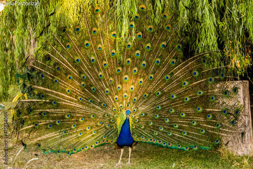 Peacock with feathers