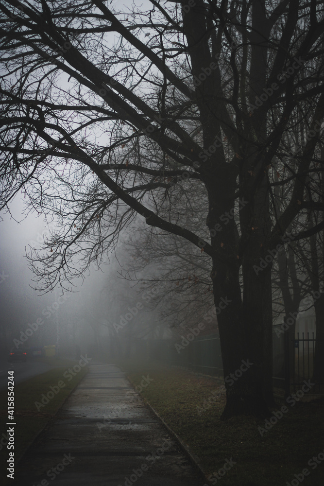Trees and road in fog Trees and road in fog