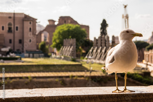 Seagull in Rome