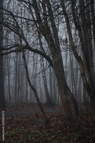 Woods in fog