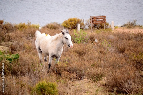 Run White horse !