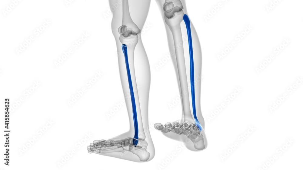 Human skeleton anatomy Fibula Bone 3D Rendering Human skeleton anatomy Fibula Bone 3D Rendering