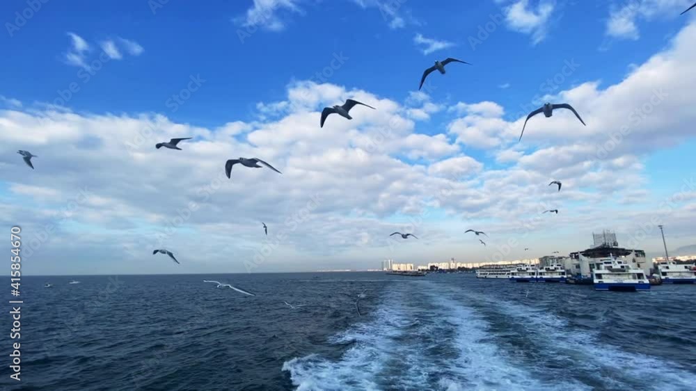 seagulls flying over the sea seagulls flying over the sea