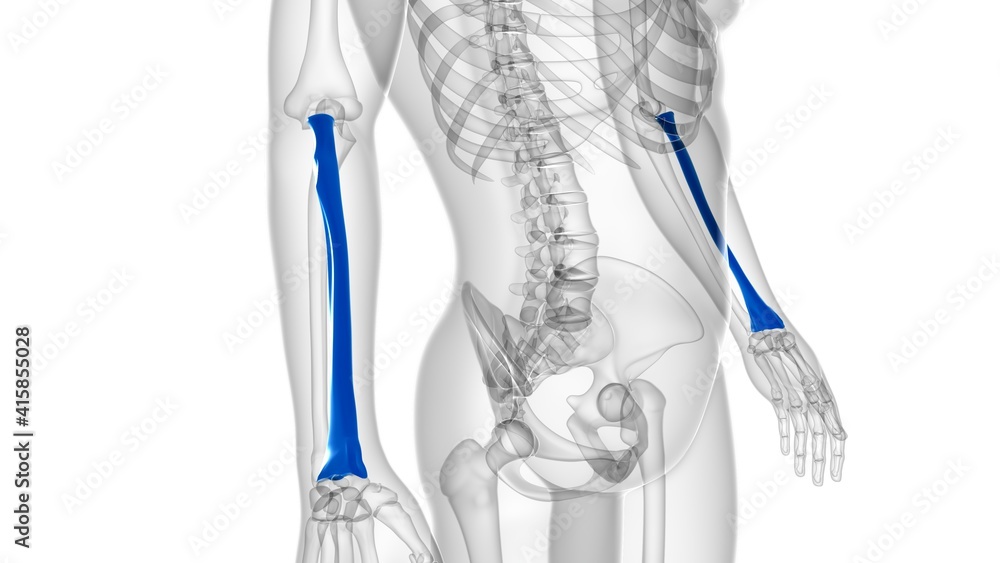 Human skeleton anatomy Radius Bone 3D Rendering Stock Illustration