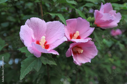 The blooming hibiscus flowers are in the garden