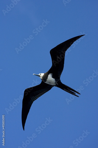 Ascension Frigatebird, Ascensionfregatvogel, Fregata aquila © AGAMI