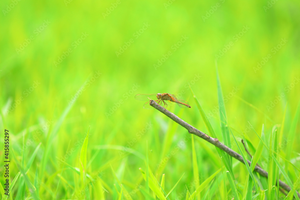 Dragonflies rest on the dry branches Dragonflies rest on the dry branches