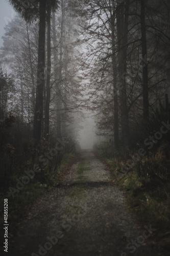 Road in misty forest