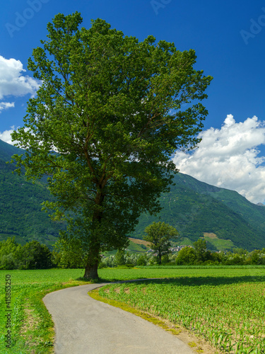 Summer landscape along the Sentiero della Valtellina  cycleway