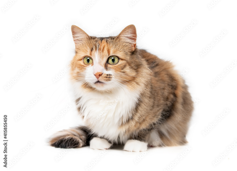 Obraz premium Cat crouching with legs tucked under body, looking interested. Cute full body portrait of female torbie kitty with beautiful asymmetric markings. Selective focus on face. Isolated on white.