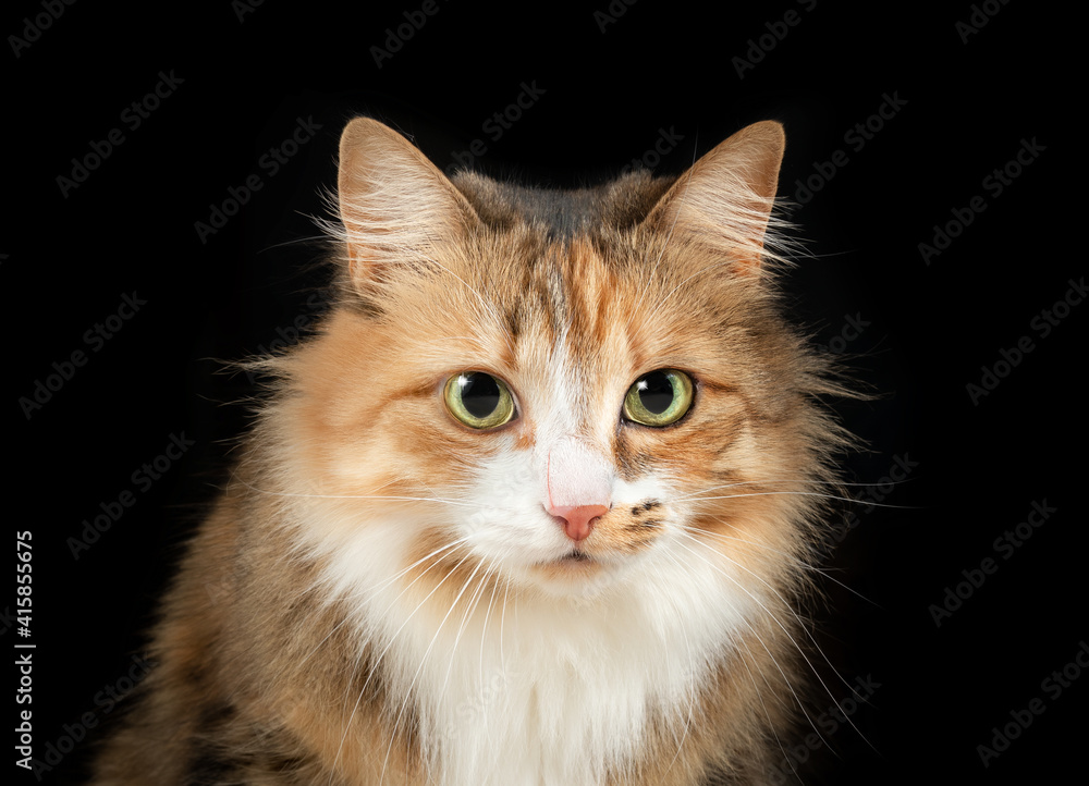 Cat with scratch mark on face. Fluffy orange white female kitty with red long scratch or injury on the white nose. Concept for cat or pets fighting and when to visit a veterinary. Isolated on black.