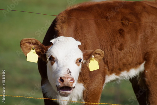 calf behind wire fence mooing © Sophia