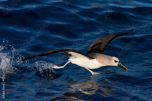 Atlantische Geelsnavelalbatros, Atlantic Yellow-nosed Albatross, Thalassarche chlororhynchos photo