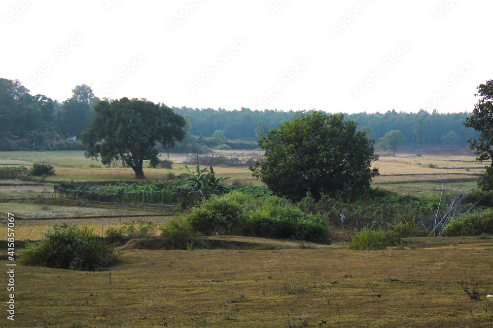 Fototapeta premium Landscape of jungle 