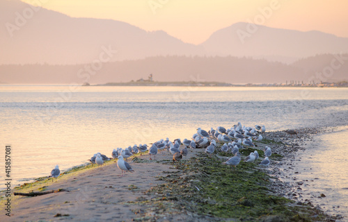 Gulls on Sidney Spit at sunset, Gulf Islands National Park Reserve of Canada © Kevin Oke Photograph