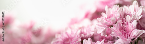 Closeup of pink Mums flower on white background with copy space using as background natural flora, ecology cover page concept.