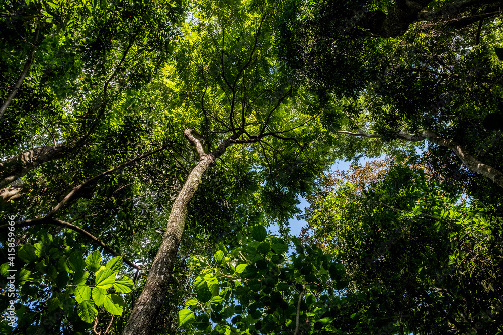 Obraz premium green leaves in the forest