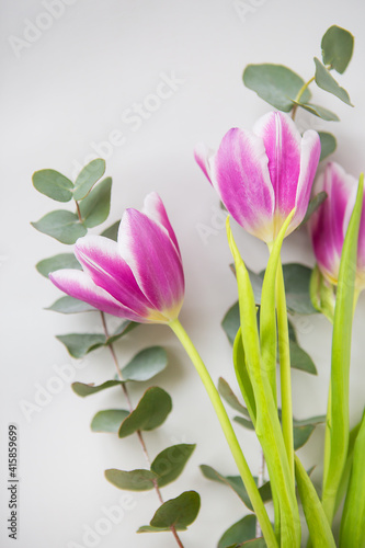 Beautiful purple tulip with eucalyptus on a white chair. Spring Mood  March 8th.