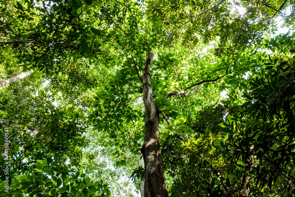 Fototapeta premium tree in the forest