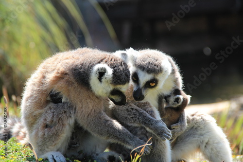 Fototapeta Naklejka Na Ścianę i Meble -  Famiglia di lemuri