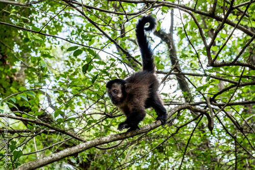 macaque in the jungle © Isabela Senatore