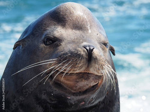 California sea lion Zalophus californianus basking in sunshine, closeup, Cabo San Lucas Mexico