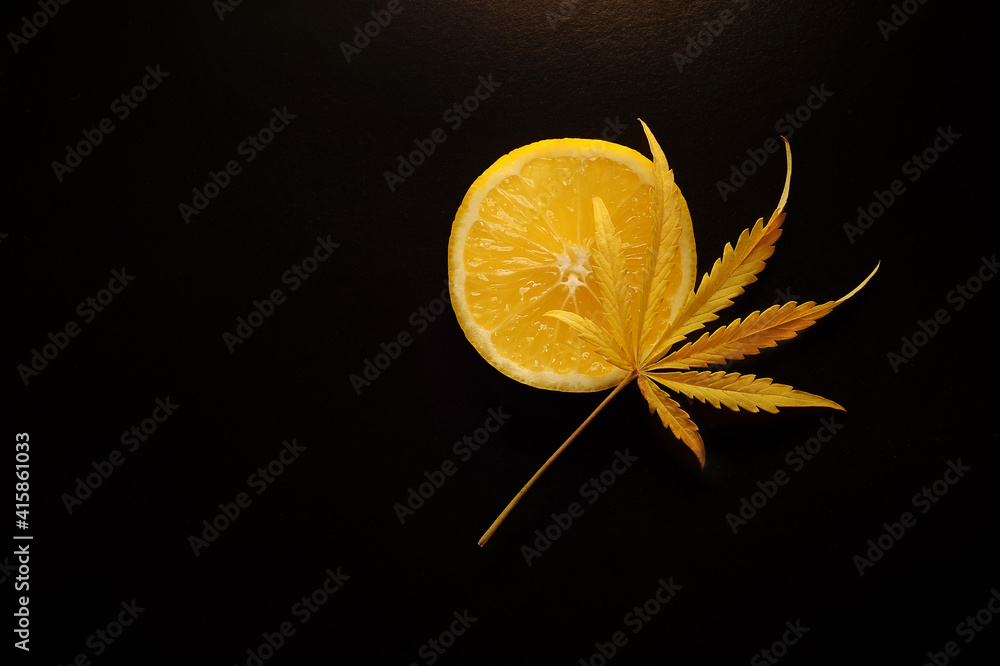 Cannabis with lemon flavor. Fresh marijuana leaf on black isolated background. Cannabis with lemon flavor. Fresh marijuana leaf on black isolated background.